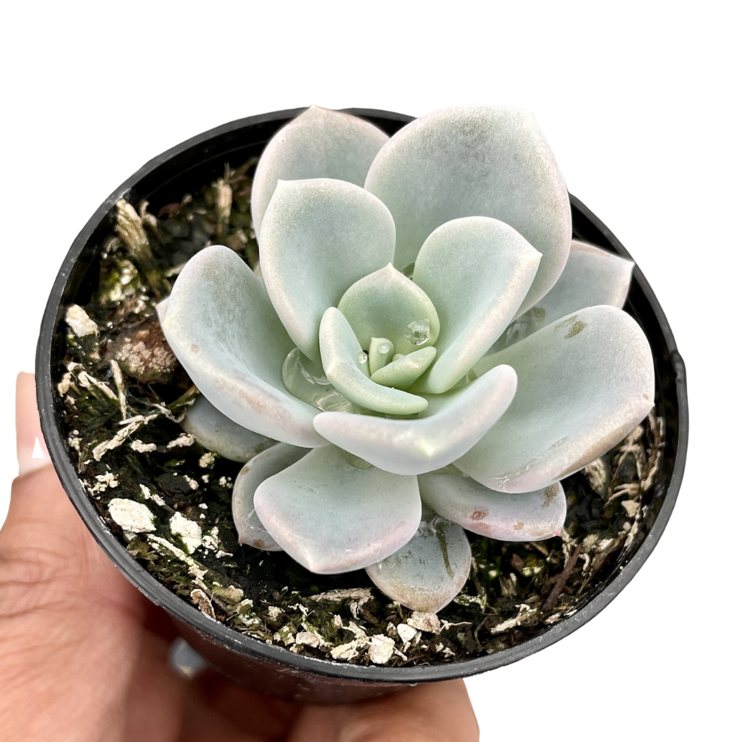 Pachyveria Orpet