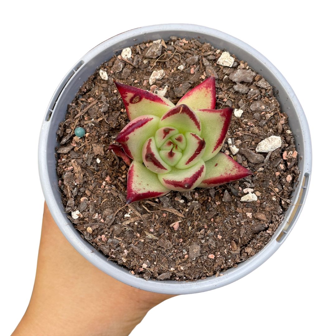 Echeveria Agavoides 'LA Virgin'
