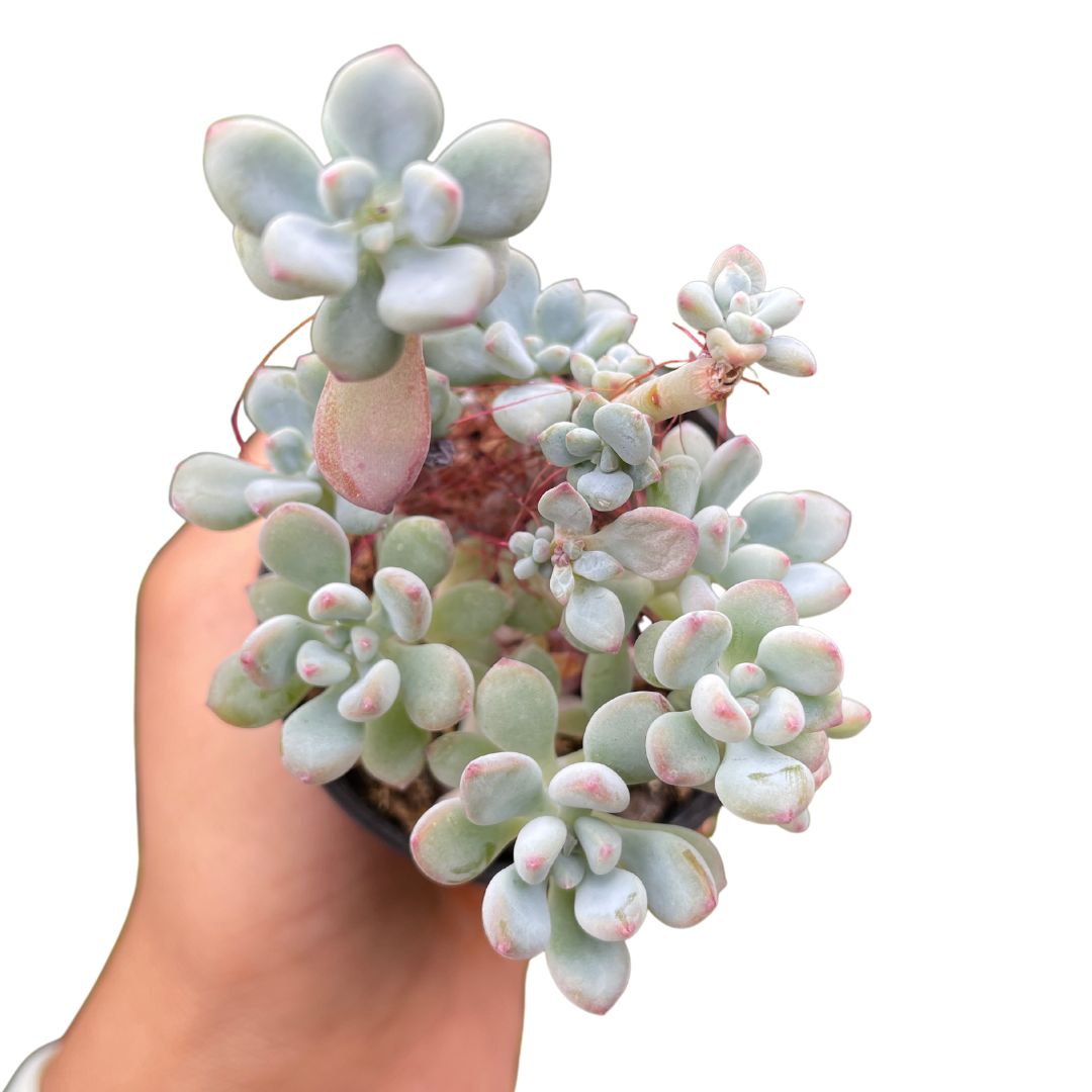 Sedum Comic Tom