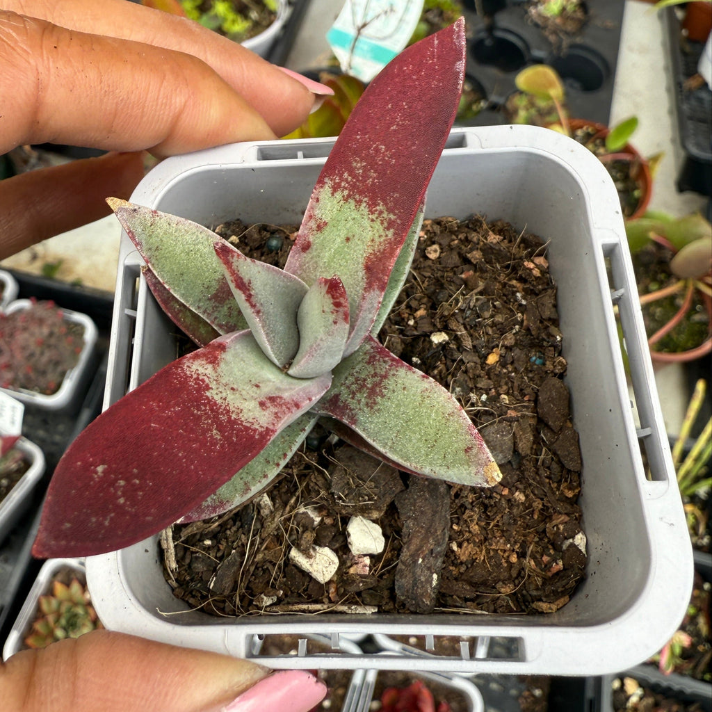 Crassula falcata 'Chloe'