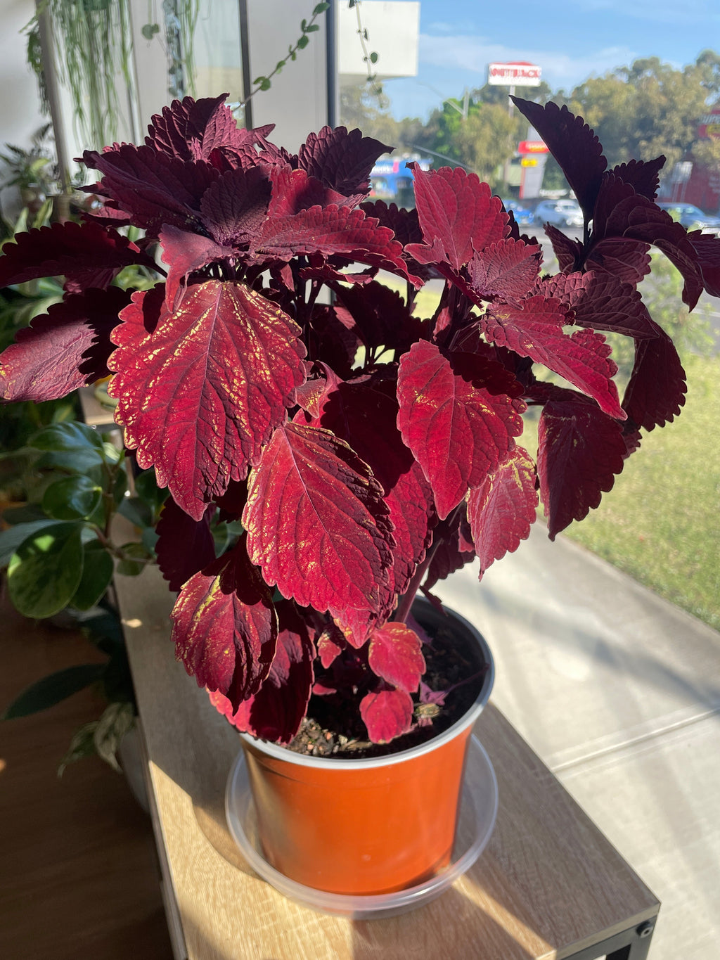 Coleus 'Beale Street'