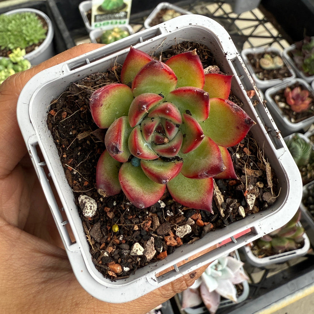 Echeveria Fire Pillar
