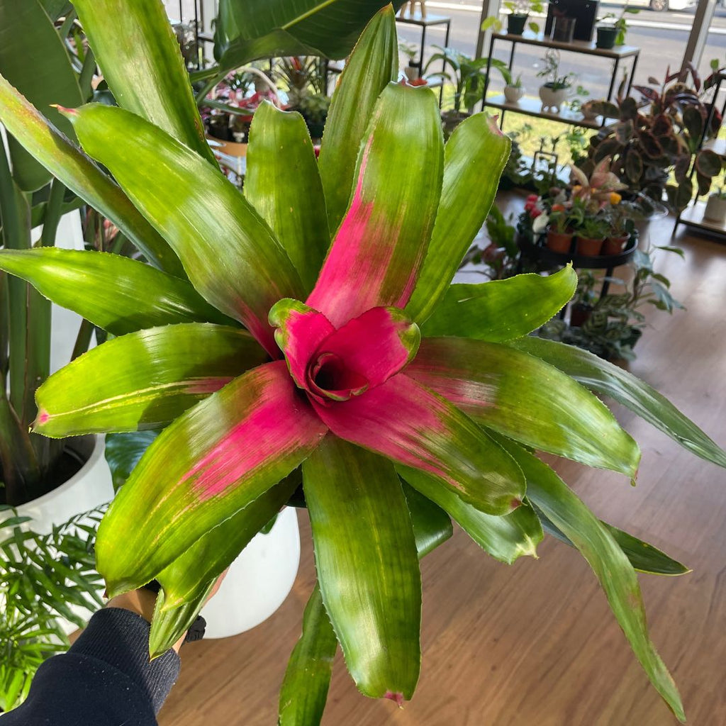 Bromeliad Large (Pick Up)