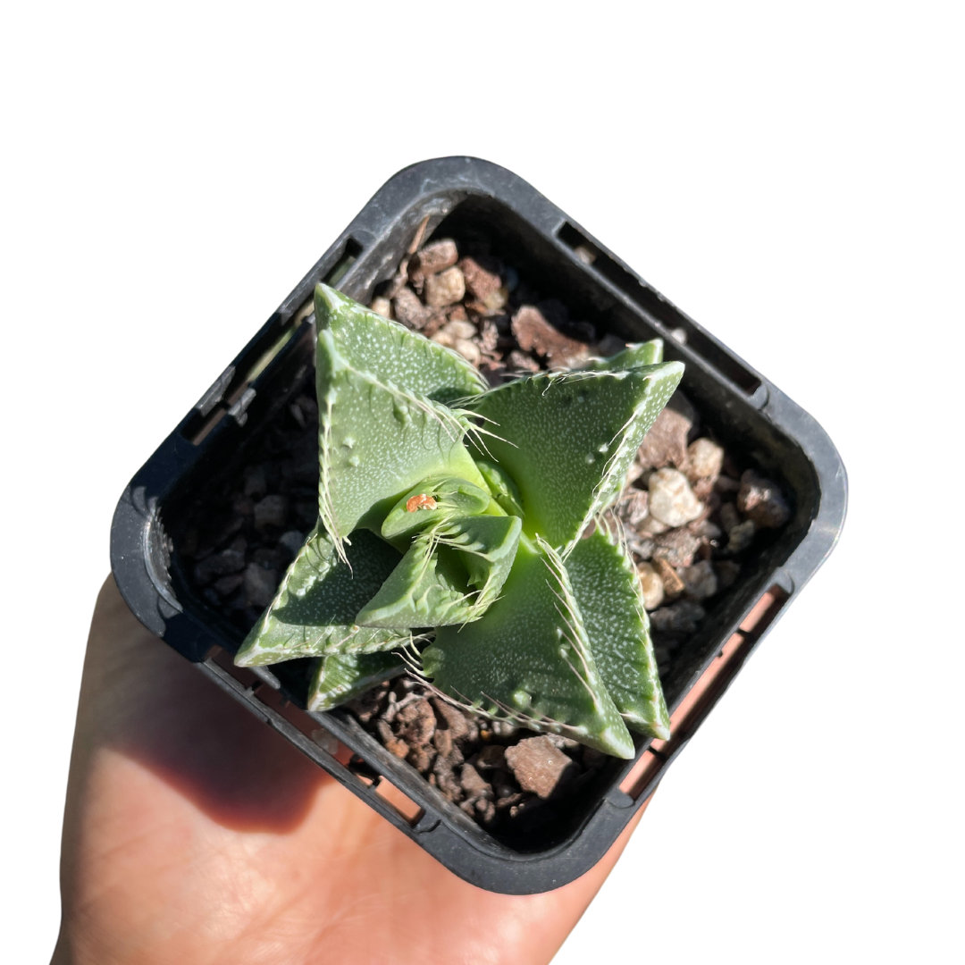 Faucaria Tigrina 'White Spotted Jaws'