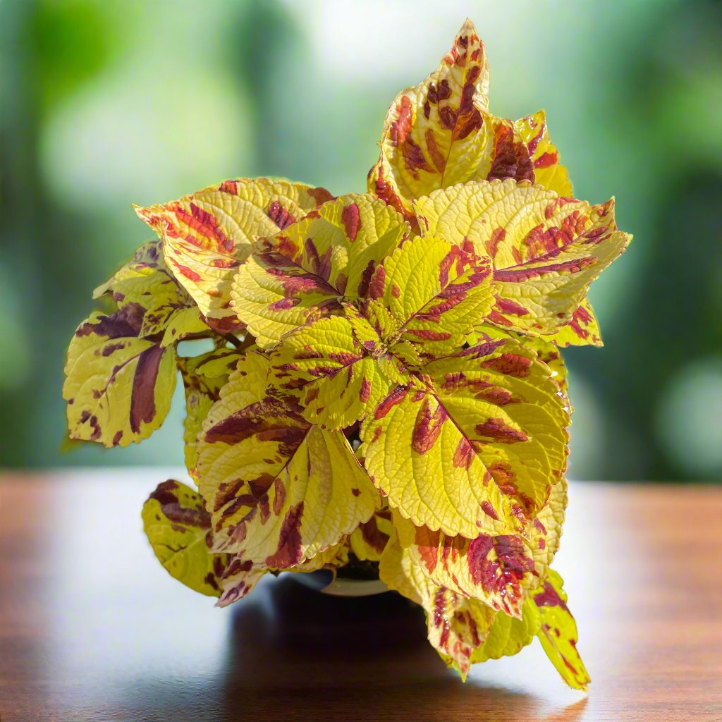 Coleus 'Presidio' (cuttings available)