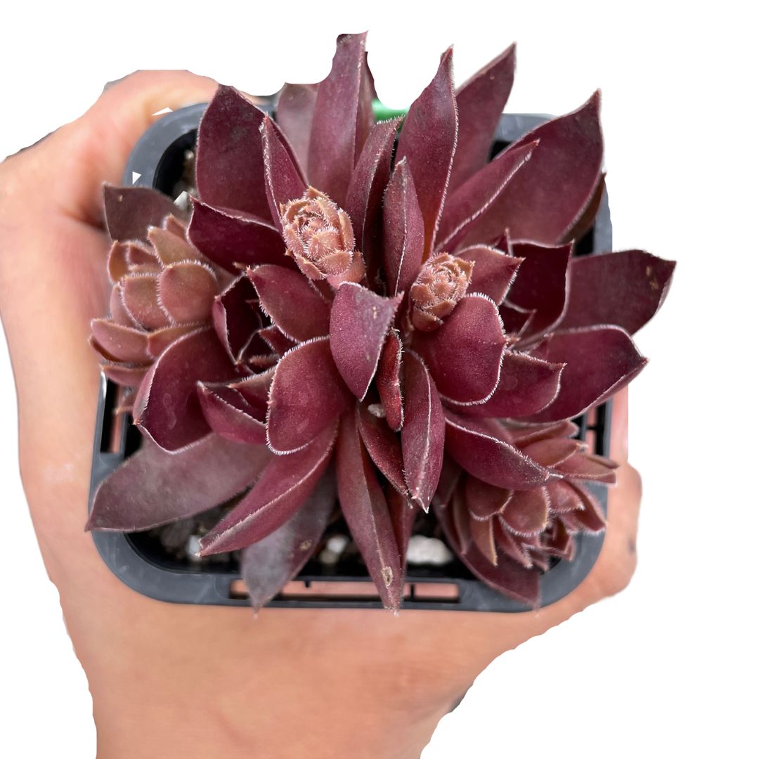 Sempervivum Chocolate Kisses