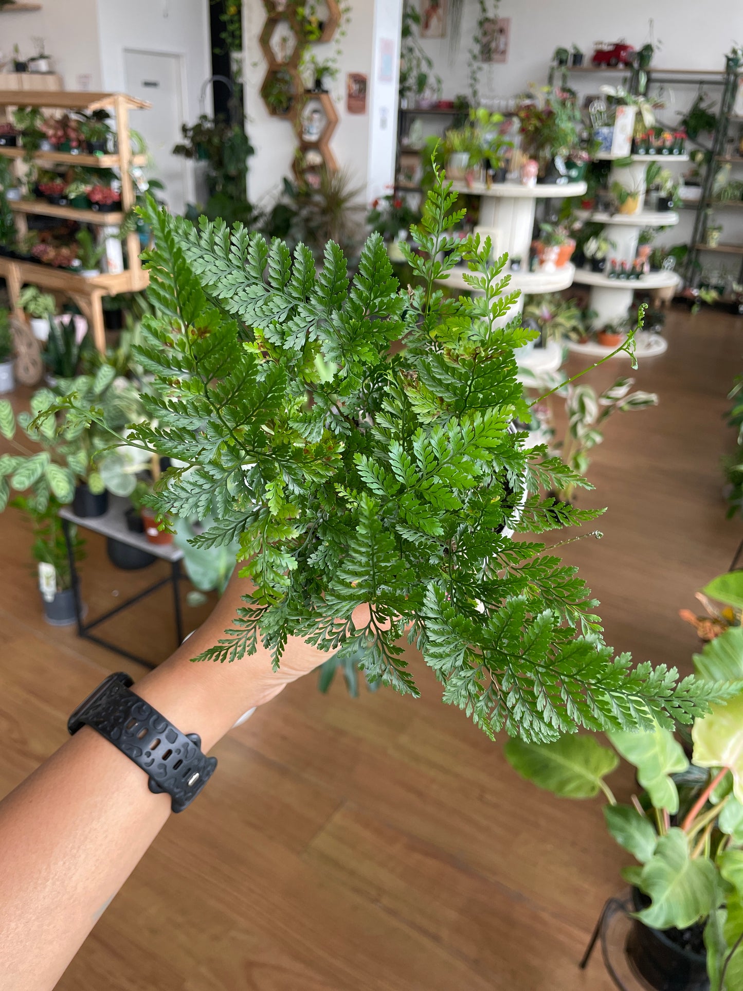 Rabbit's foot fern
