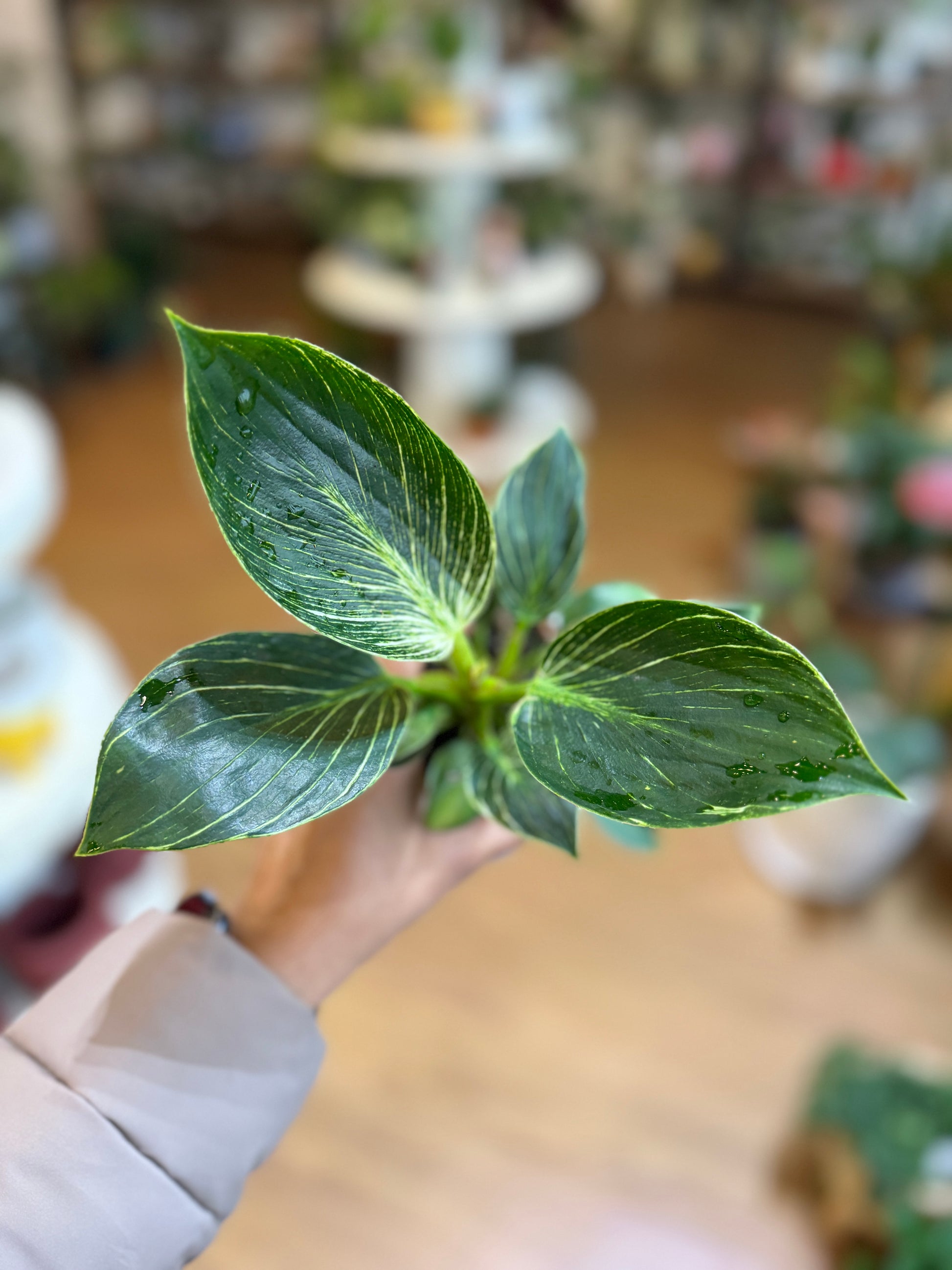 large birkin philodendron Philodendron Birkin Care Guide