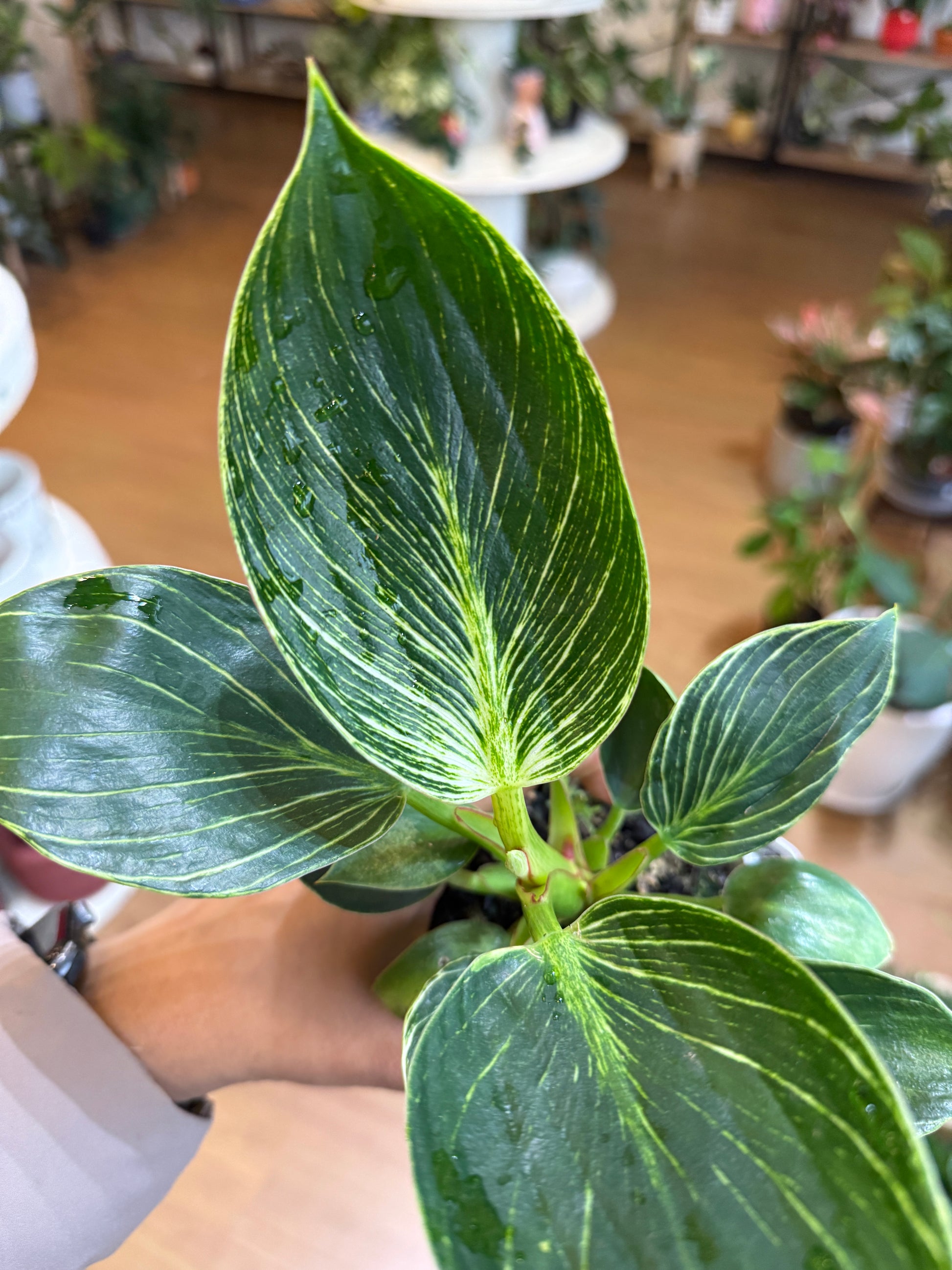 birkin philodendron care Philodendron Birkin Care Guide