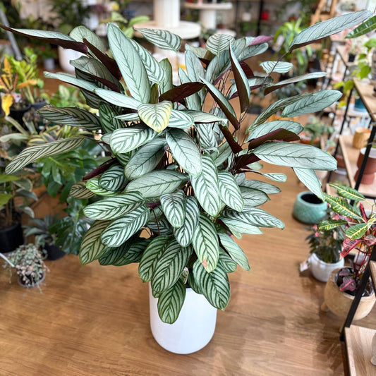 Ctenanthe Setosa ‘Grey Star’
