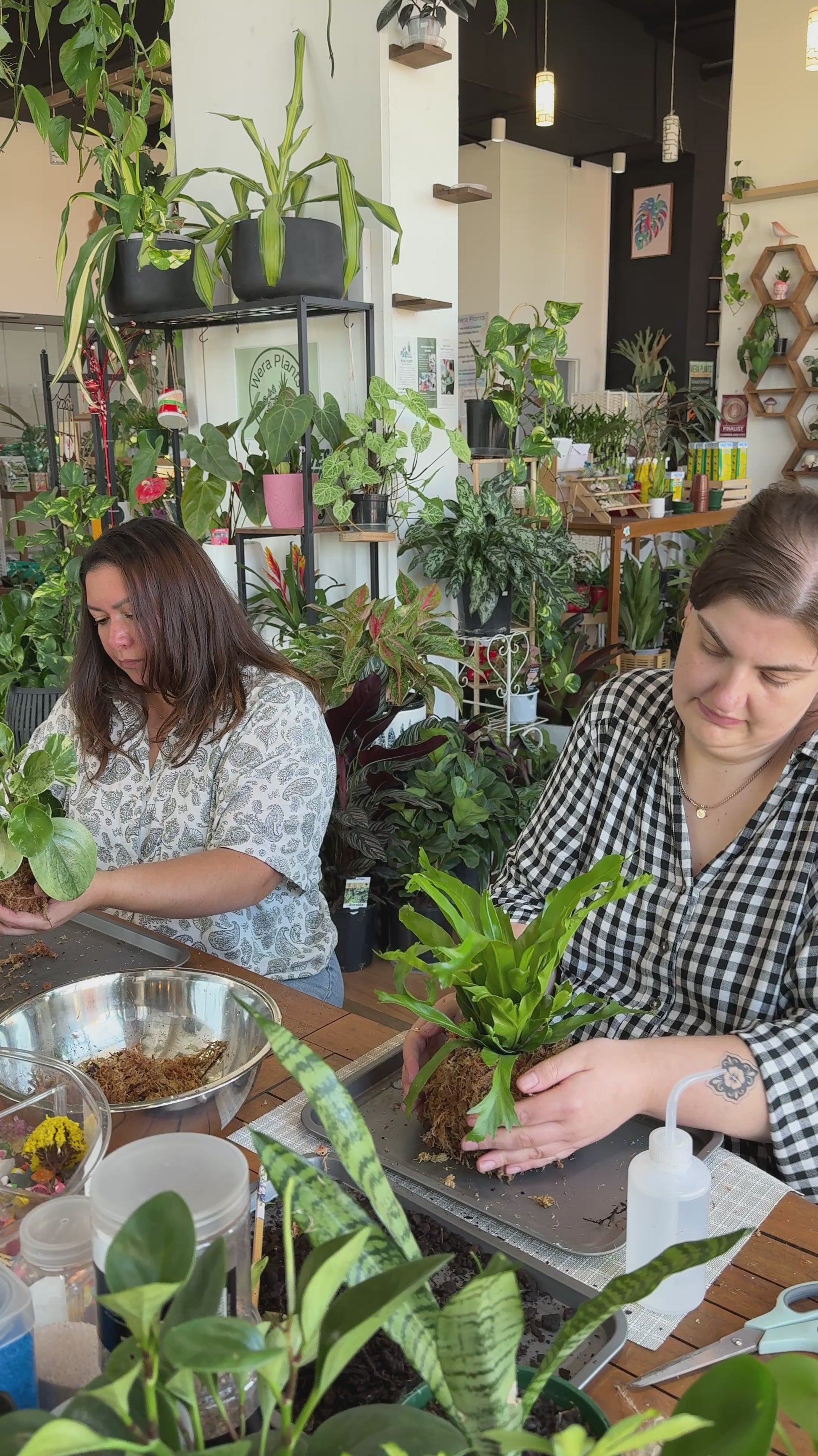 Kokedama Workshop – Create Your Own Moss Ball Magic! 🌱