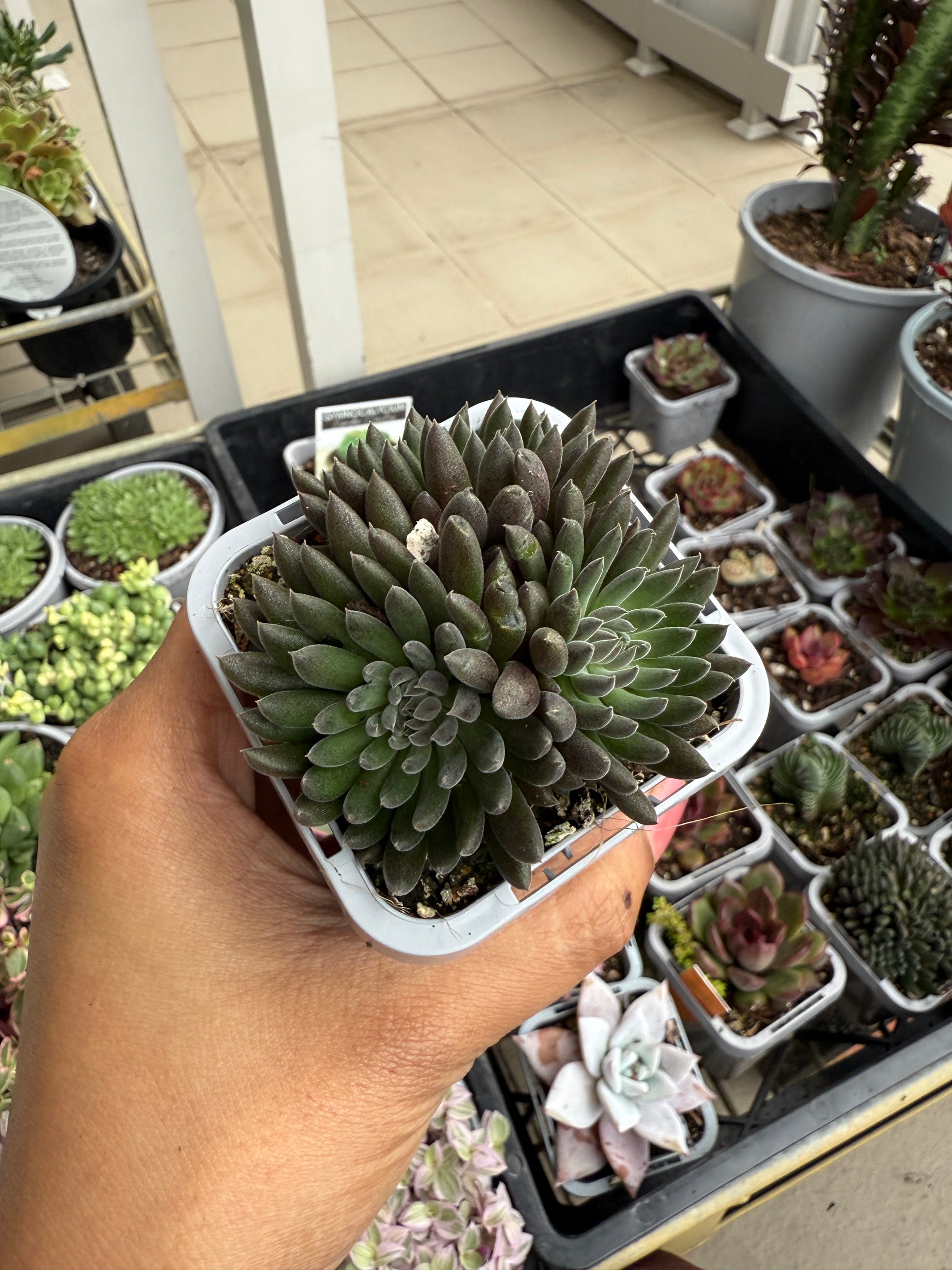 Sinocrassula 🌿🖤