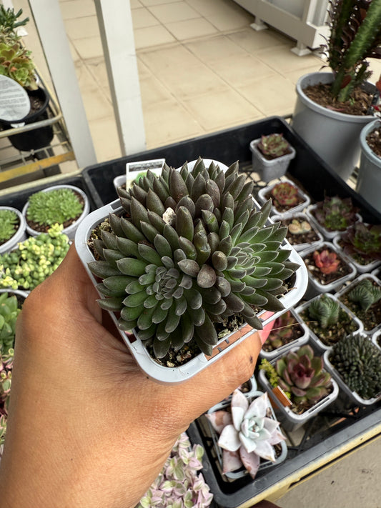 Sinocrassula 🌿🖤