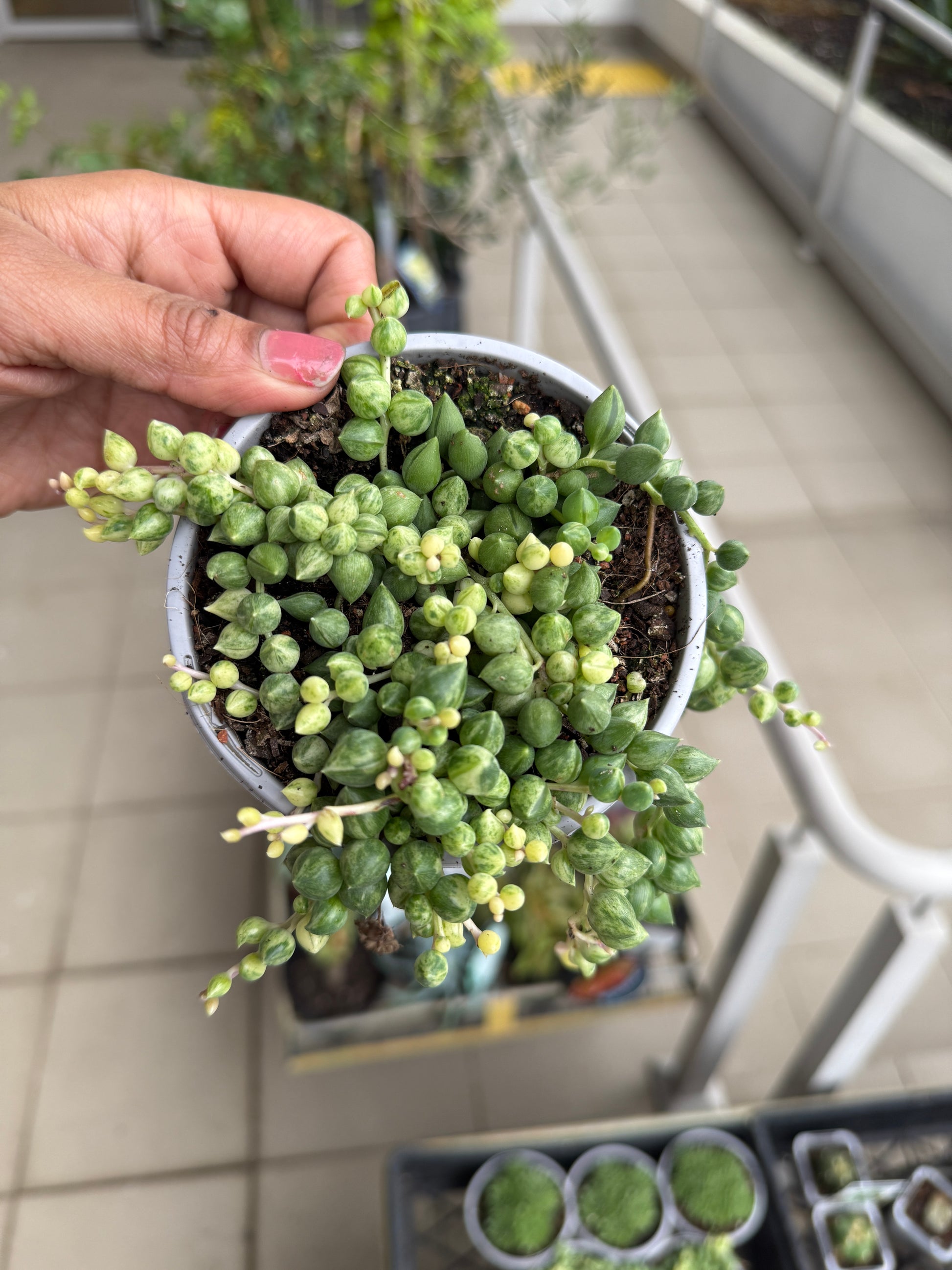 variegated trailing succulents Variegated String of Tears – Rare Trailing Succulent Care Guide – Wera Plants