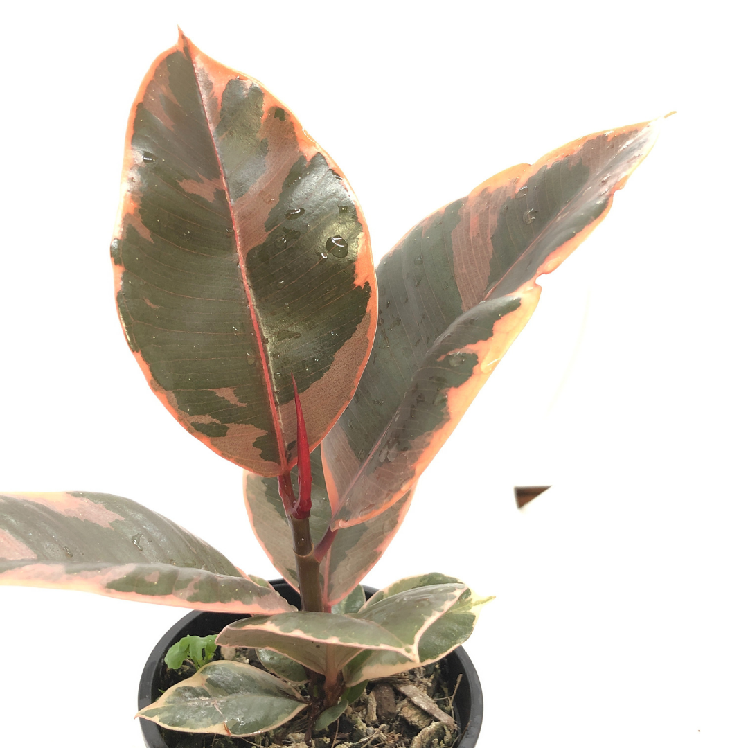 Ficus Rubber Plant Ruby