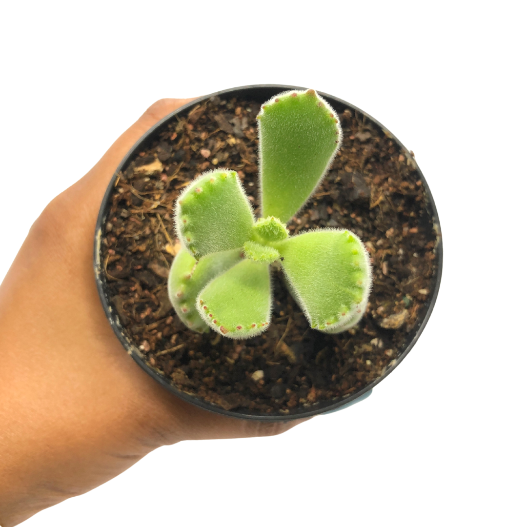 cotyledon bear paws
