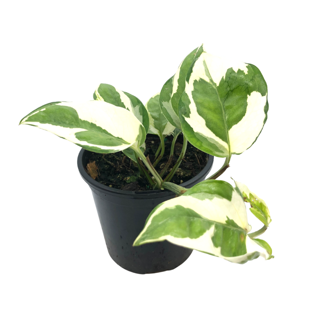 Snow Queen Pothos - Wera Plants