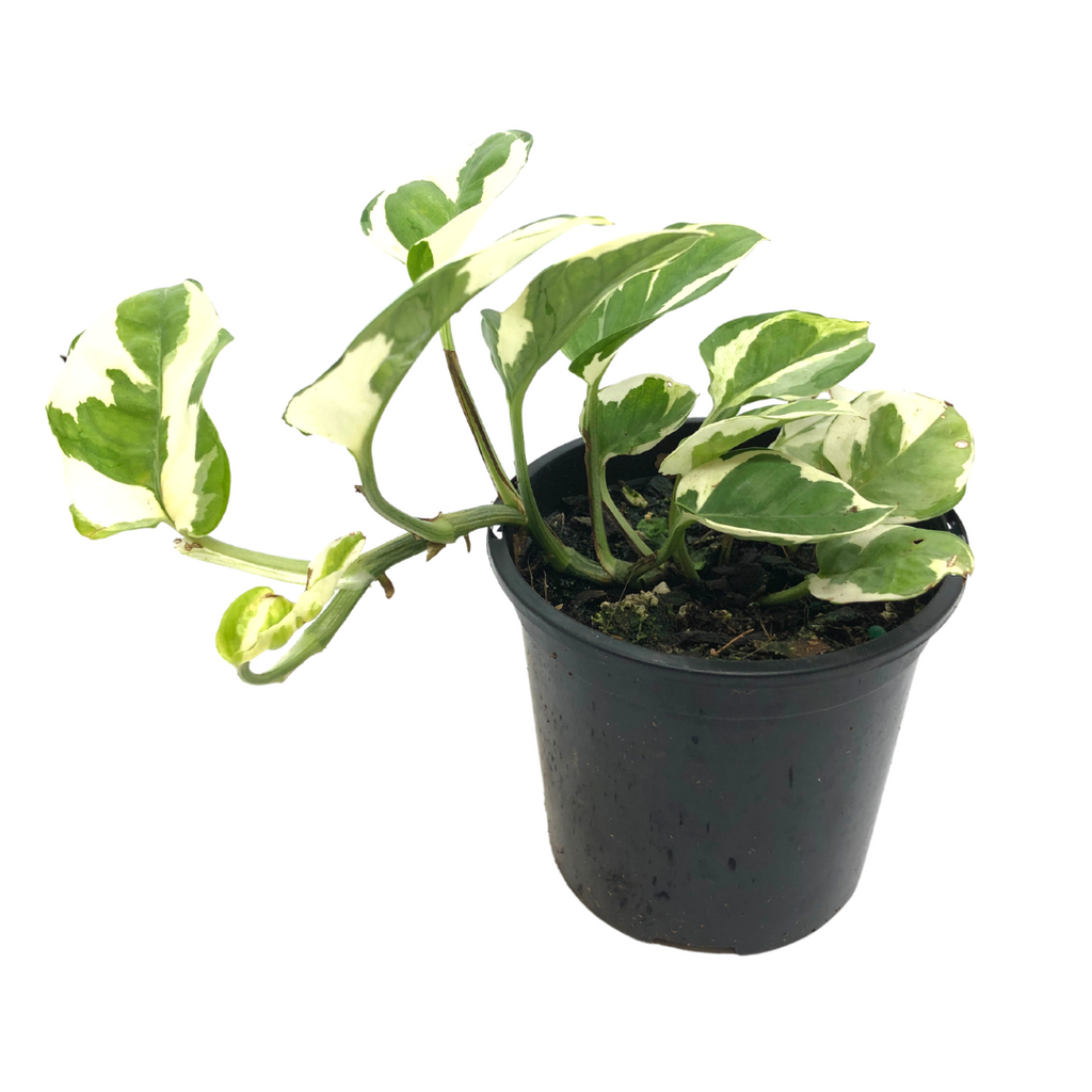 snow queen pothos scientific name Snow Queen Pothos Care Guide