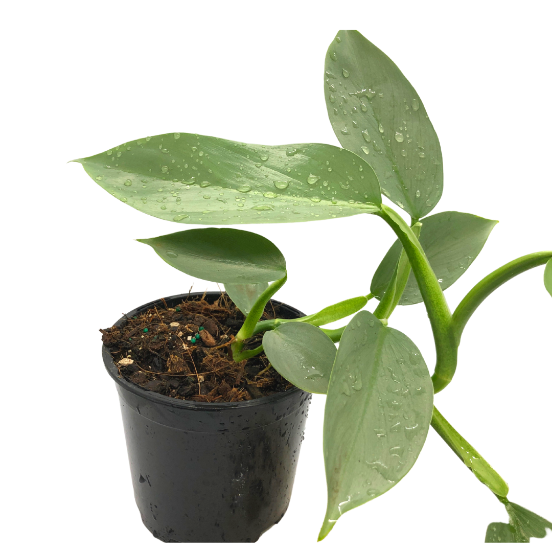 Philodendron Silver Sword - Wera Plants