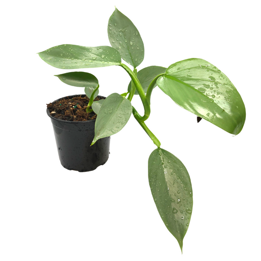 Philodendron Silver Sword - Wera Plants