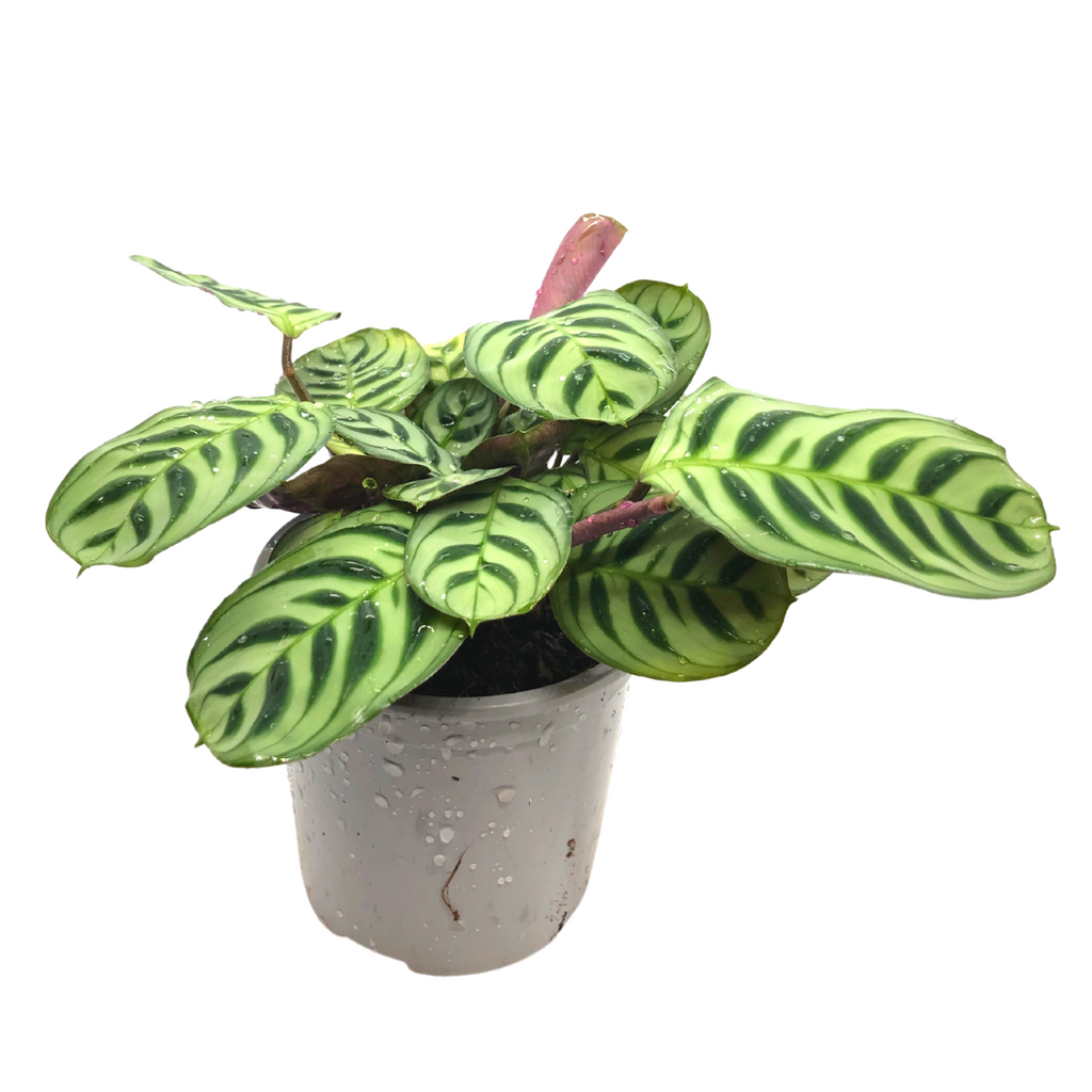 Ctenanthe Burle-Marxii - Wera Plants