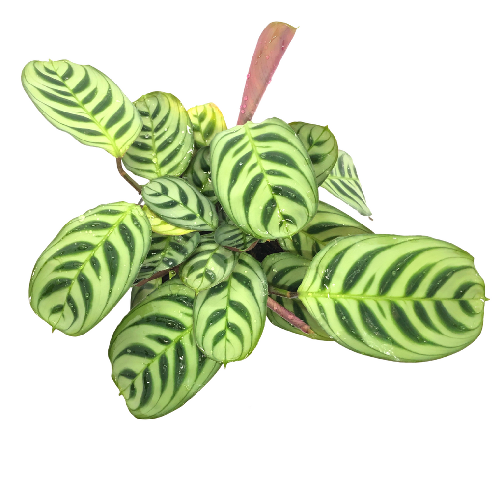 Ctenanthe Burle-Marxii - Wera Plants