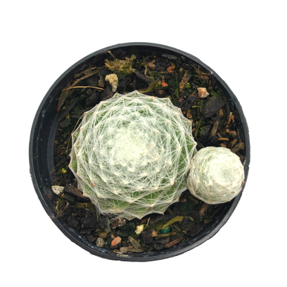 Sempervivum Cobweb - Wera Plants