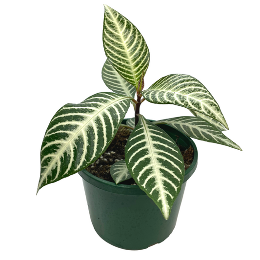 Aphelandra Squarrosa or Zebra Plant - Wera Plants