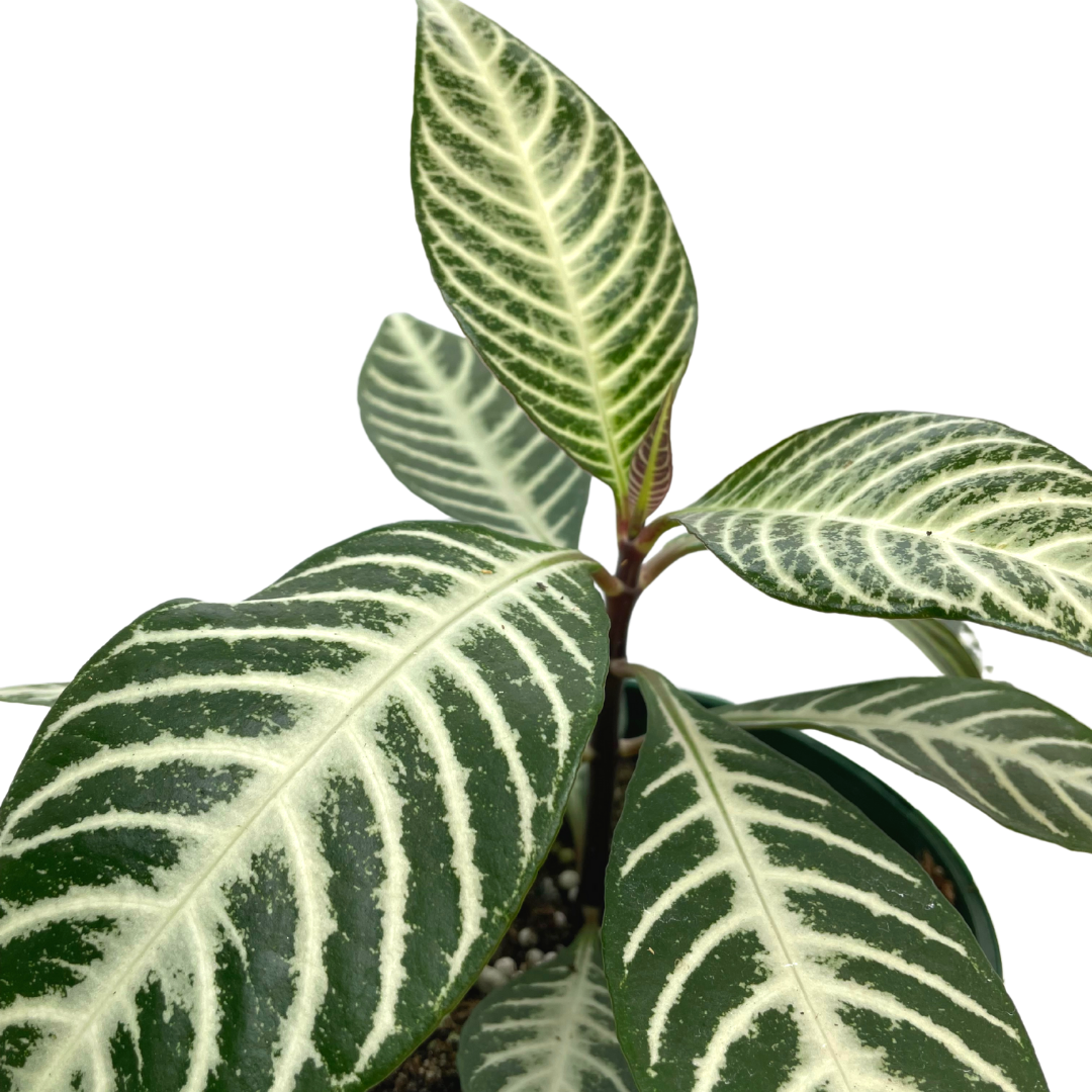 Aphelandra Squarrosa or Zebra Plant
