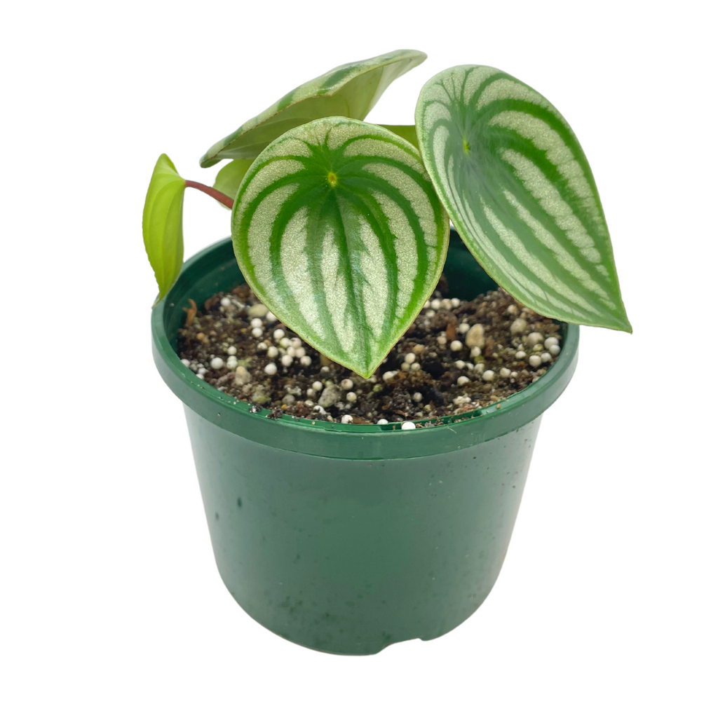 Watermelon Peperomia (Peperomia Argyreia) - Wera Plants