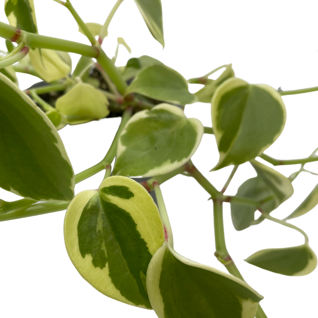 Peperomia Scandens Variegata - Wera Plants