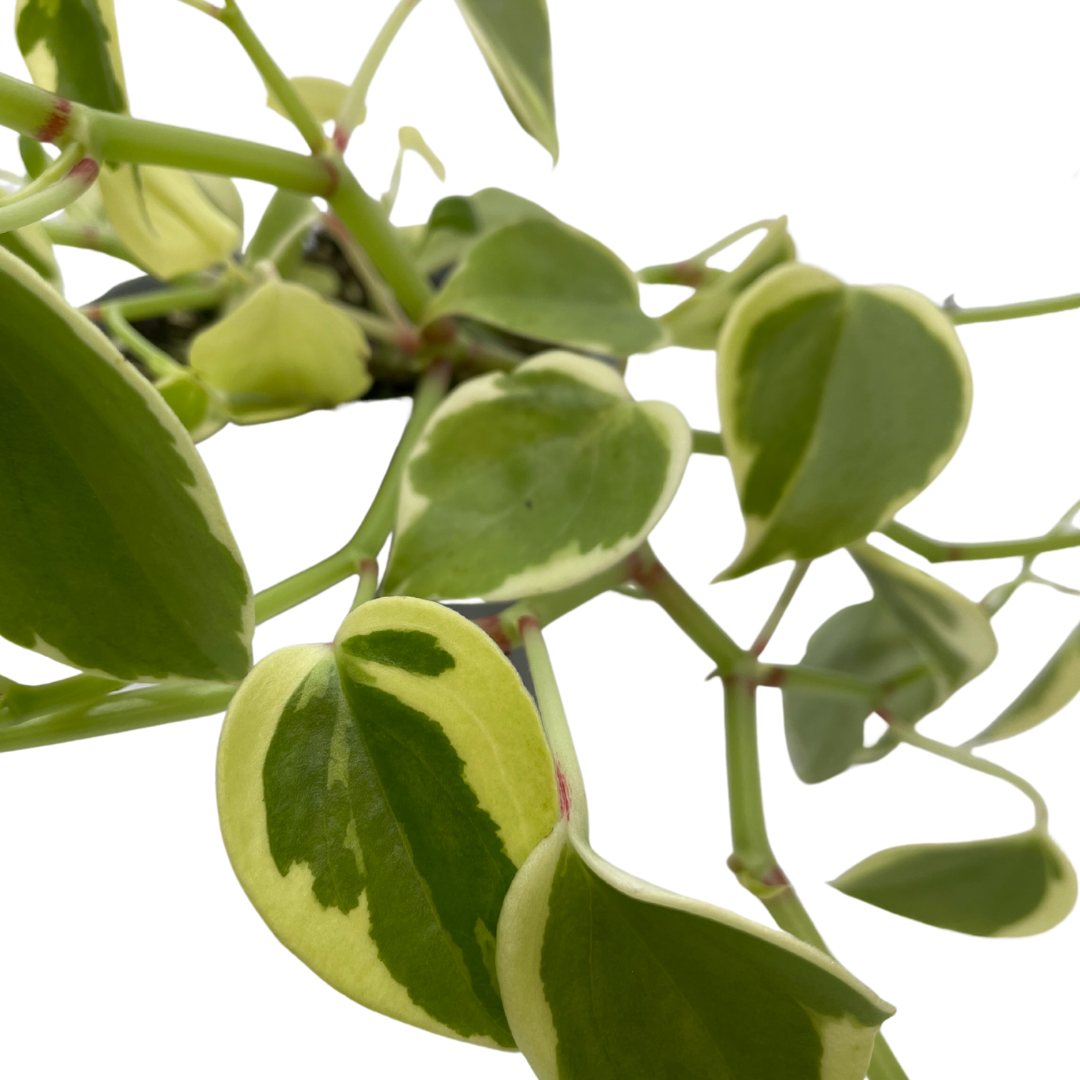 Peperomia Scandens Variegata - Wera Plants