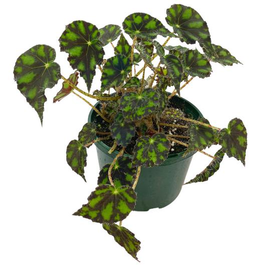 Begonia Tiger Paw - Wera Plants