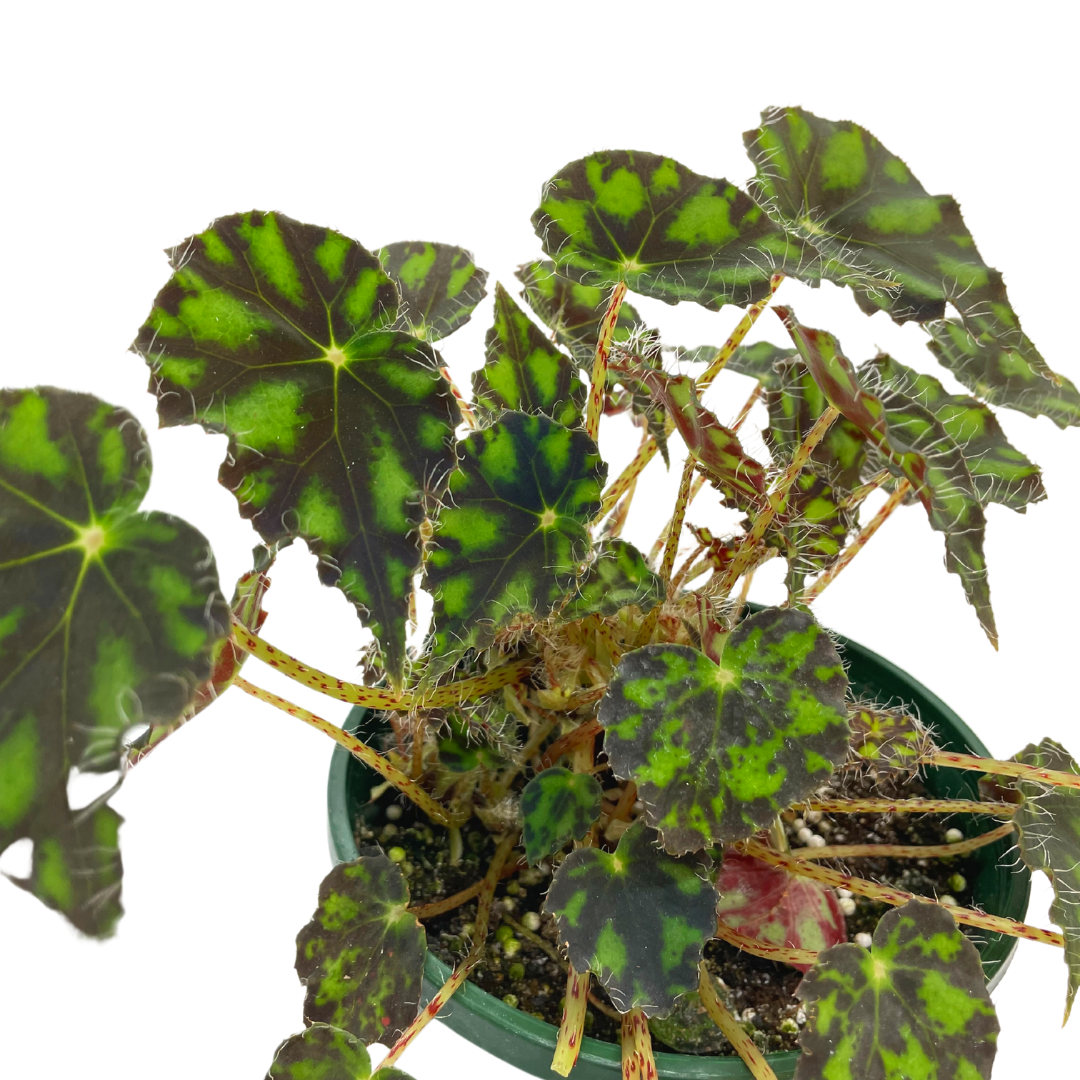 Begonia Tiger Paw - Wera Plants
