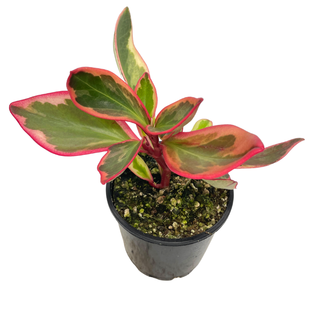 Peperomia Clusiifolia jelly for sale sydney