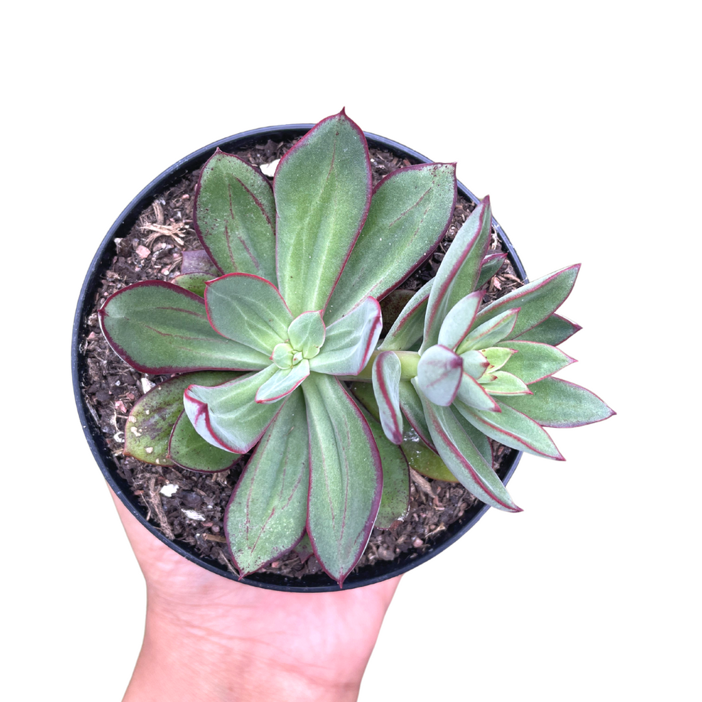 succulents care tips