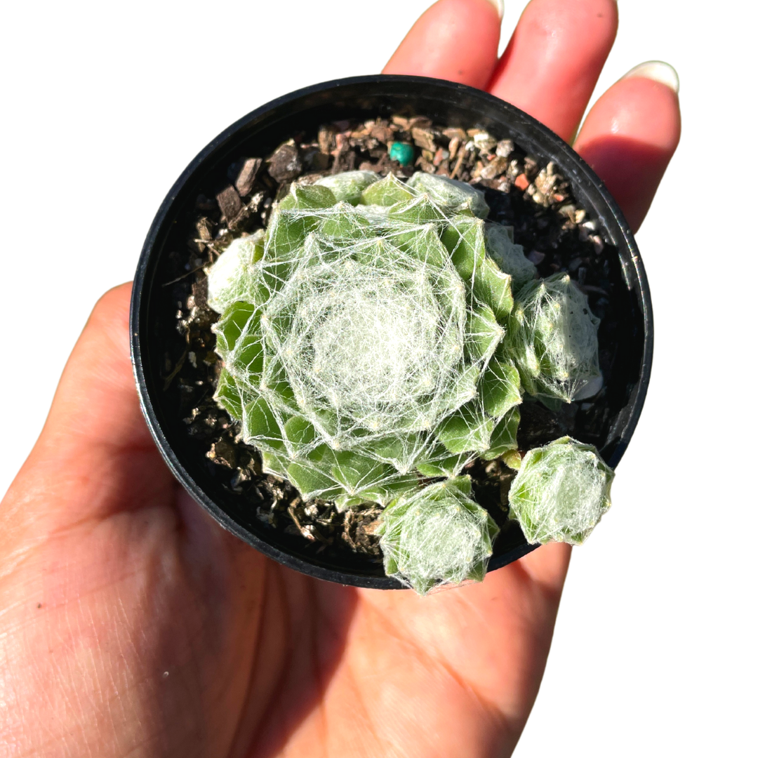 Sempervivum Cobweb - Wera Plants