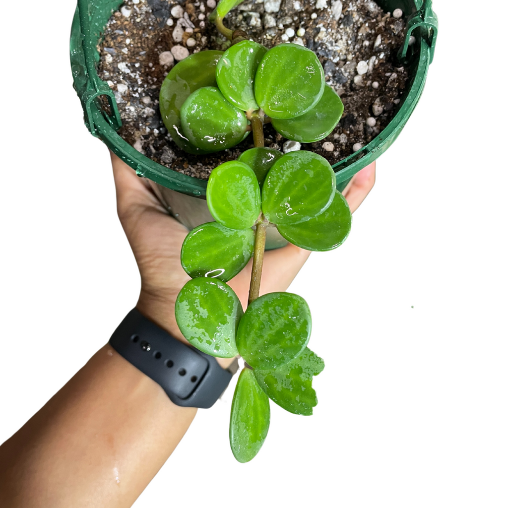 Peperomia Hope (Large) - Wera Plants