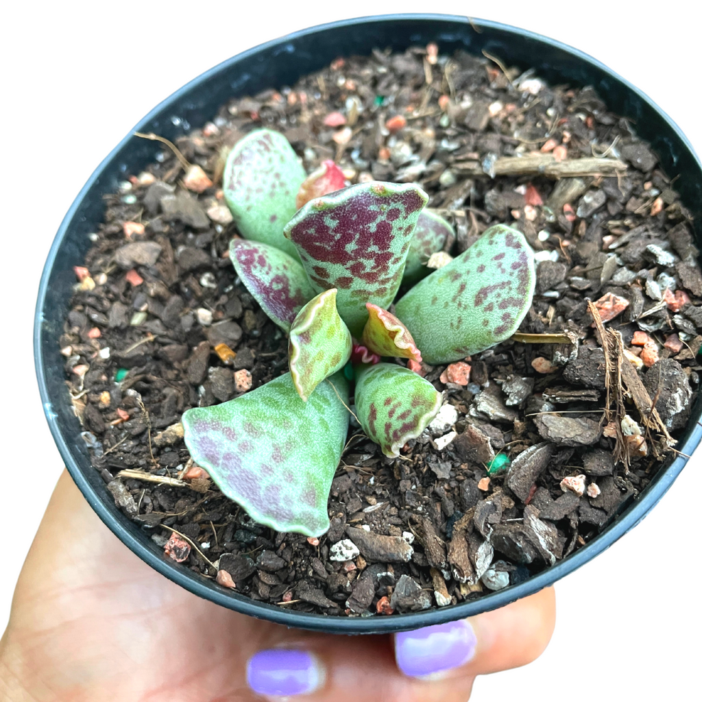 Adromischus Silver Tubes - Wera Plants