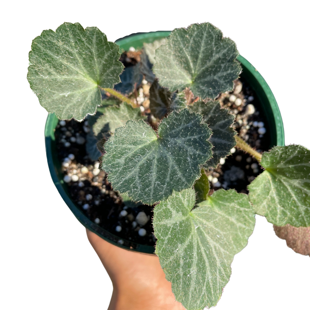 Saxifraga Stolonifera