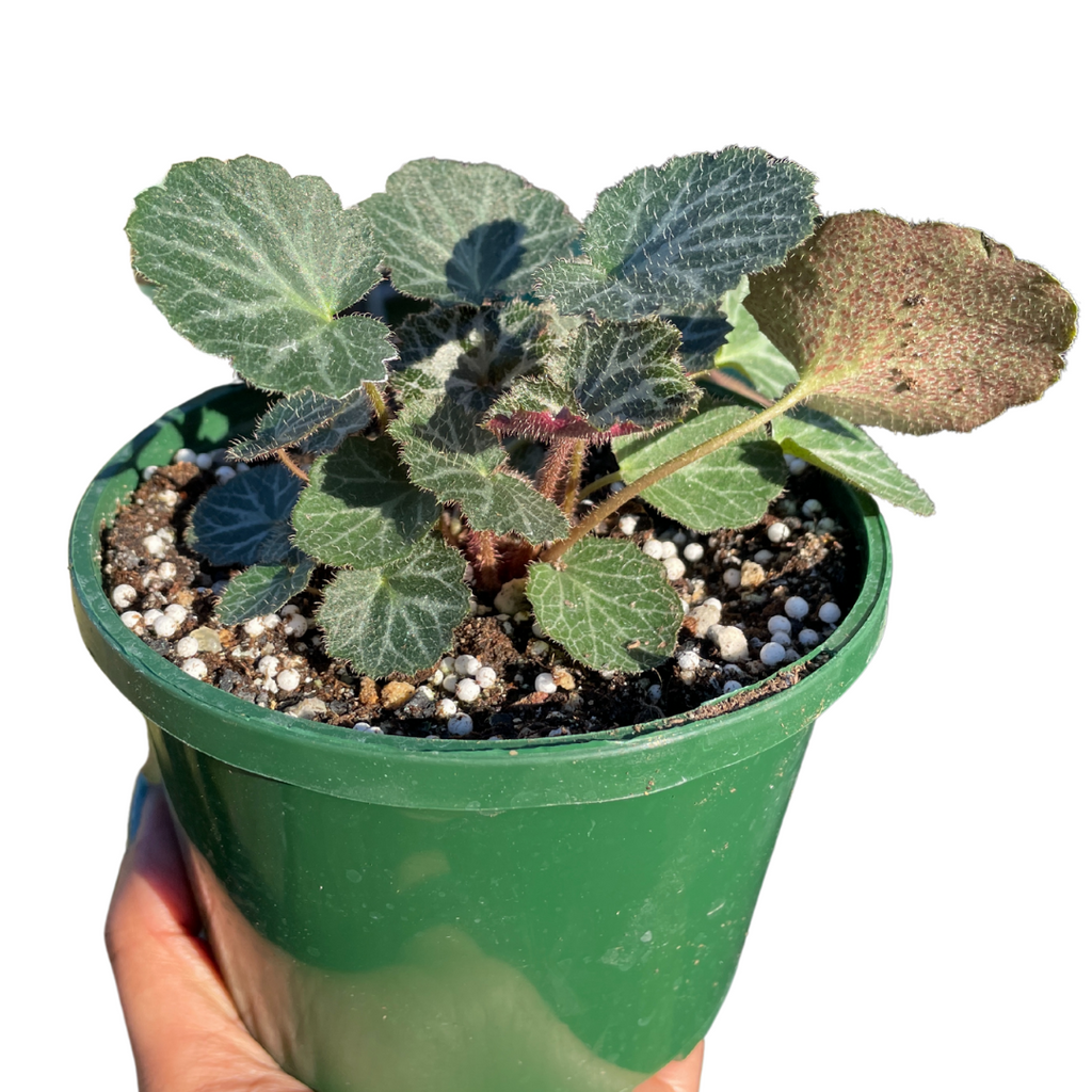 Saxifraga Stolonifera