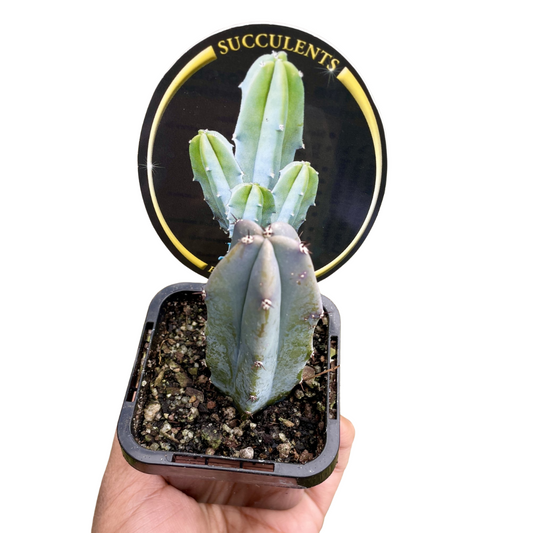 blue torch cactus