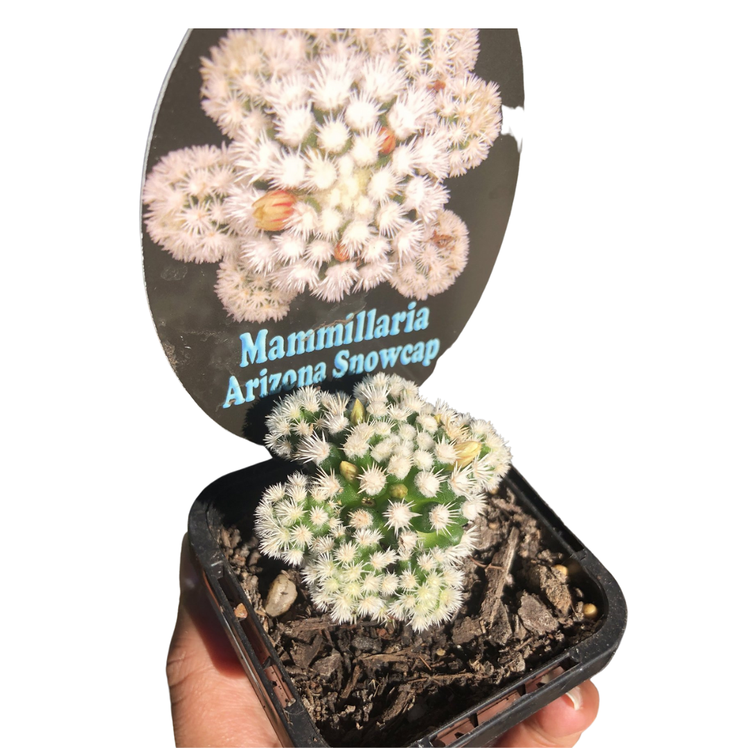 Mammillaria Arizona snowcap cactus