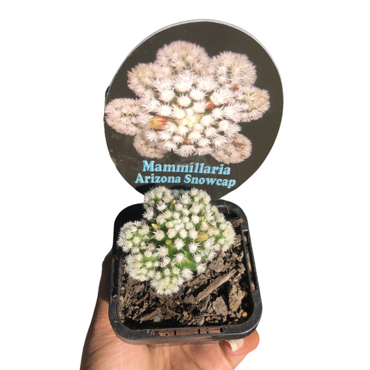 Mammillaria Arizona snowcap cactus