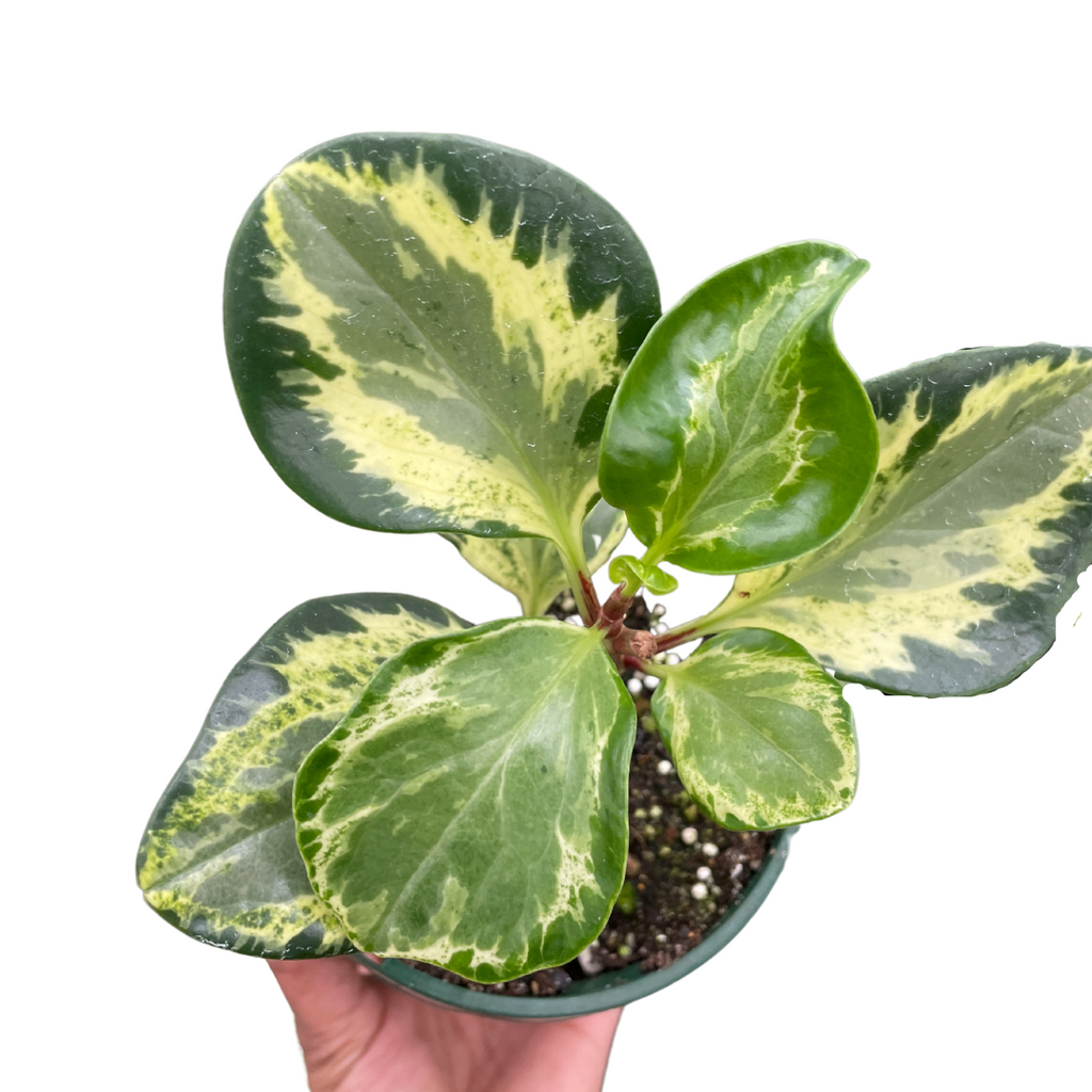 peperomia golden gate