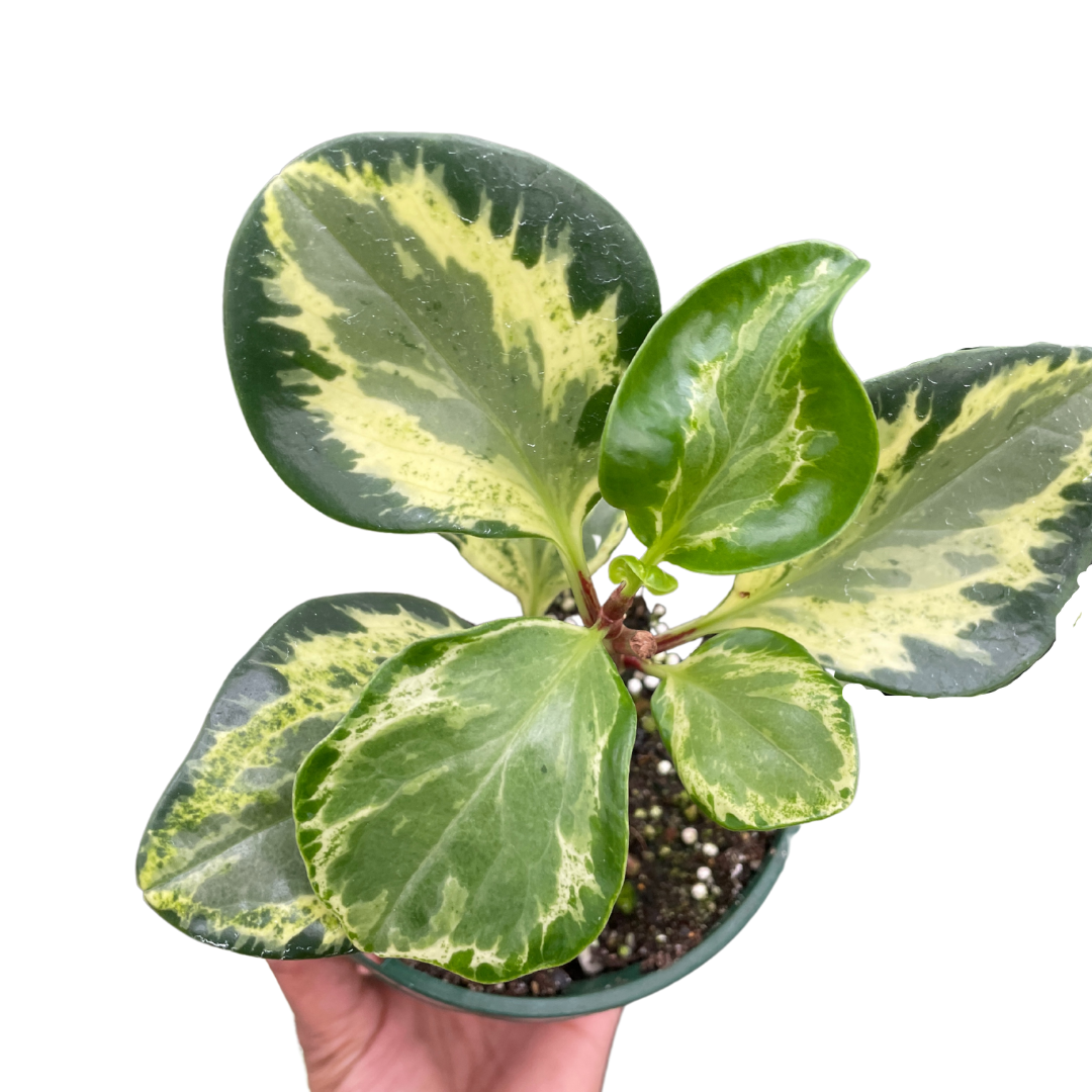 peperomia golden gate