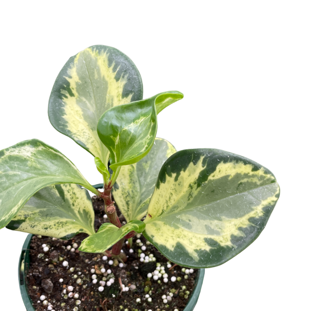 Peperomia Golden Gate - Wera Plants
