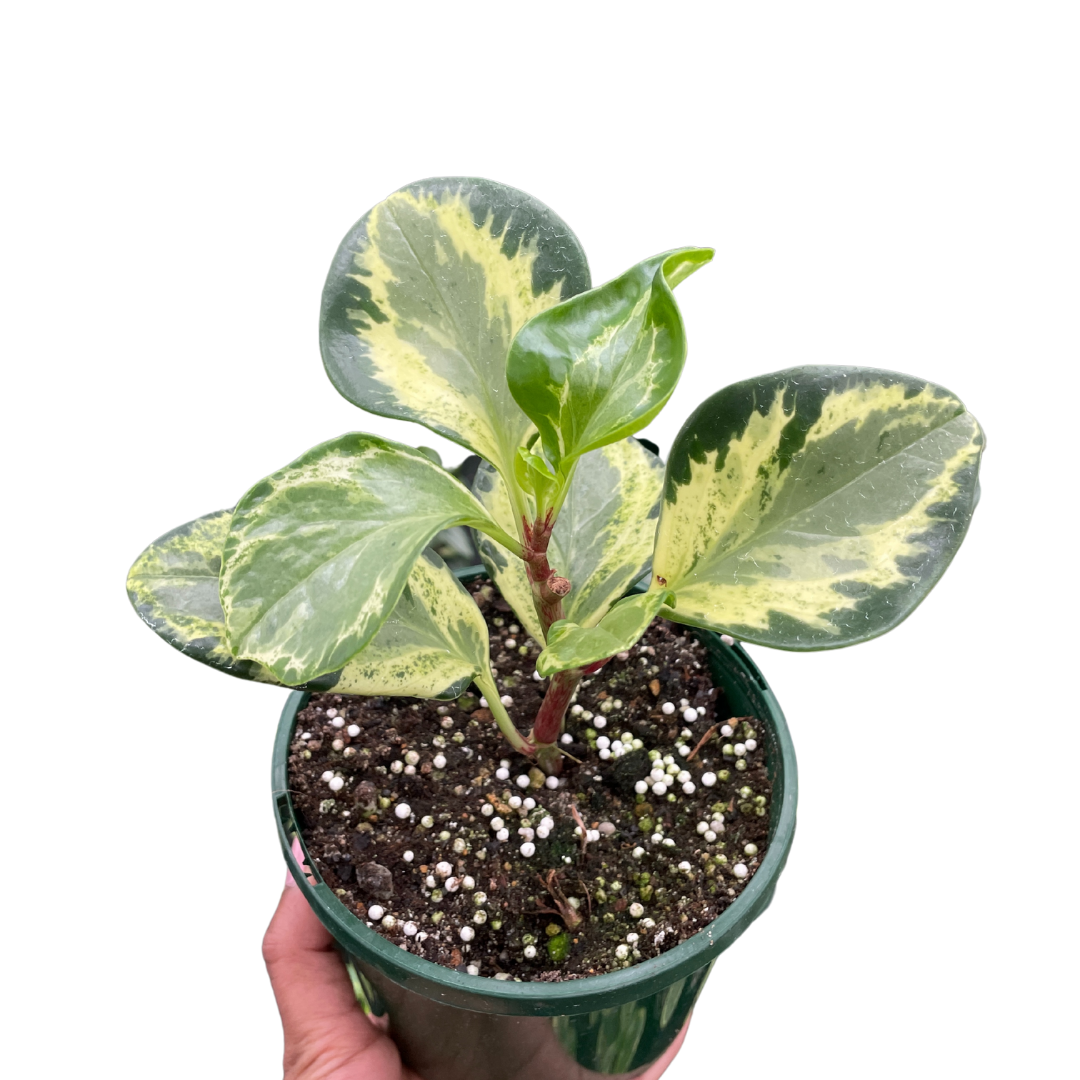 peperomia golden gate