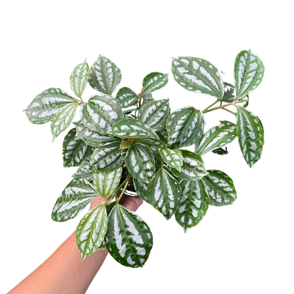 Pilea Cadierei- Aluminum Plant - Wera Plants