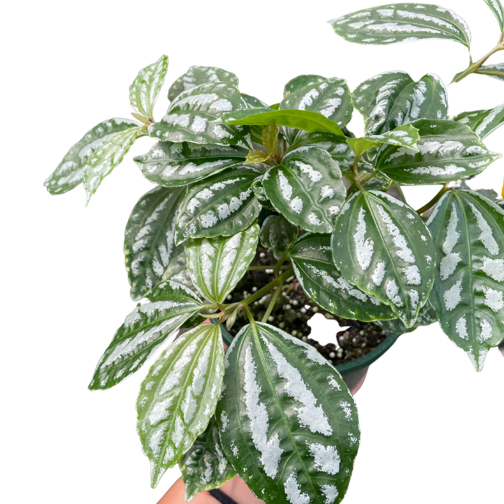 Pilea Cadierei- Aluminum Plant - Wera Plants